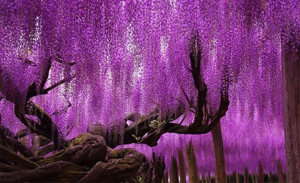 amazing-beautiful-large-wisteria-bloom-japan-1