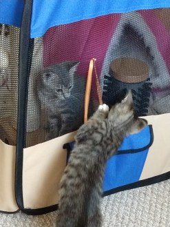 IMG_20180719_091942308