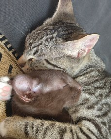 From our foster instagram @smallworldfosters